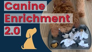 Canine Enrichment More Than Just Puzzle Toys For Dogs