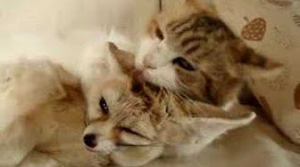 異種動物ラブラブ動画 Youtube
