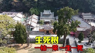 【一游记】梅州灵光寺生死树，相依相伴千年不朽，成为第一姻缘圣地