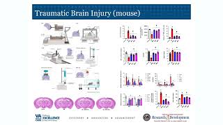 Translating Mitochondrial Organelle Transplantation Mot For The Treatment Of Diseases