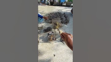 Đặt Gặp Chuột Dính Rắn Và Ếch #mientay #sanbat #fyp #shortvideo #shorts