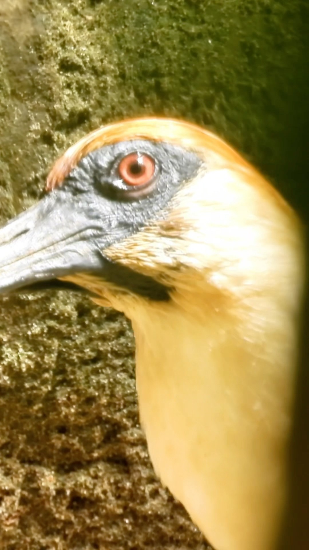 Gorgeous Bird