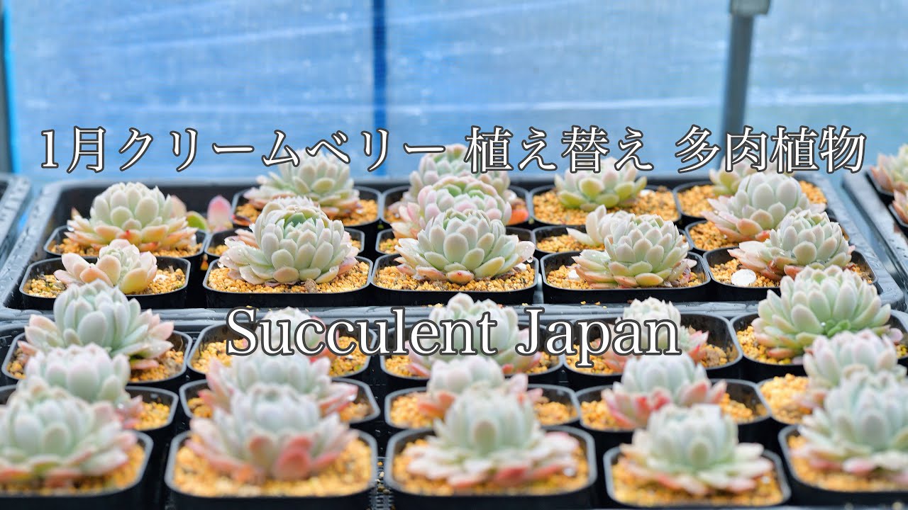クリームベリー 8-10 頭多肉植物苗 2株 クリームベリー 8-10 頭多肉植物苗 2株
