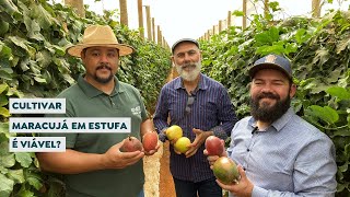 Cultivar Maracujá em estufa, é viável?