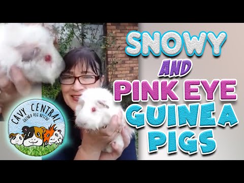 Video: Pink Eye Sa Guinea Pigs