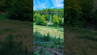 #nature #forestwhispers #beautiful #meditation #relaxation #birdsong #naturesounds #forestsounds