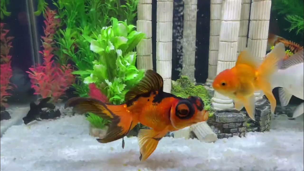 How to prepare peas for goldfish. Feeding peas to goldfish.ปลาทองกิน