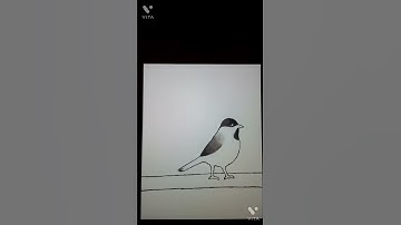 Time lapse/ Stop motion of me drawing a Black capped chickadee. #shorts #art #chickadee