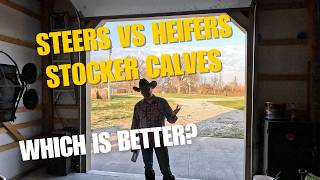 Steers vs Heifers as Stocker Cattle: Which Is Best?