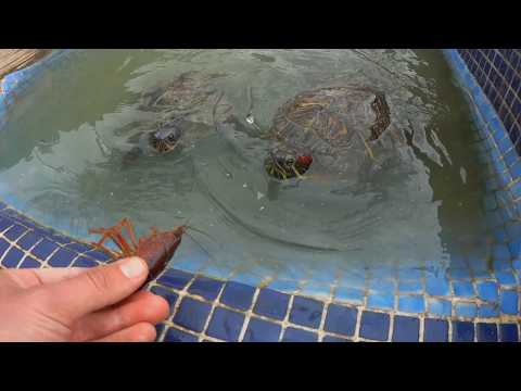 Rescate De Cangrejos Para Darselos De Comer A Mis Tortugas Youtube