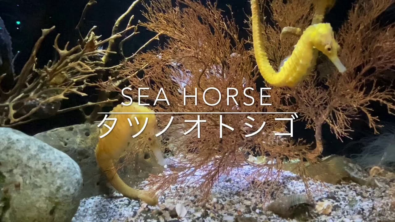 Sea horse - Hippocampus trimaculatus (Enoshima Aquarium, Kanagawa