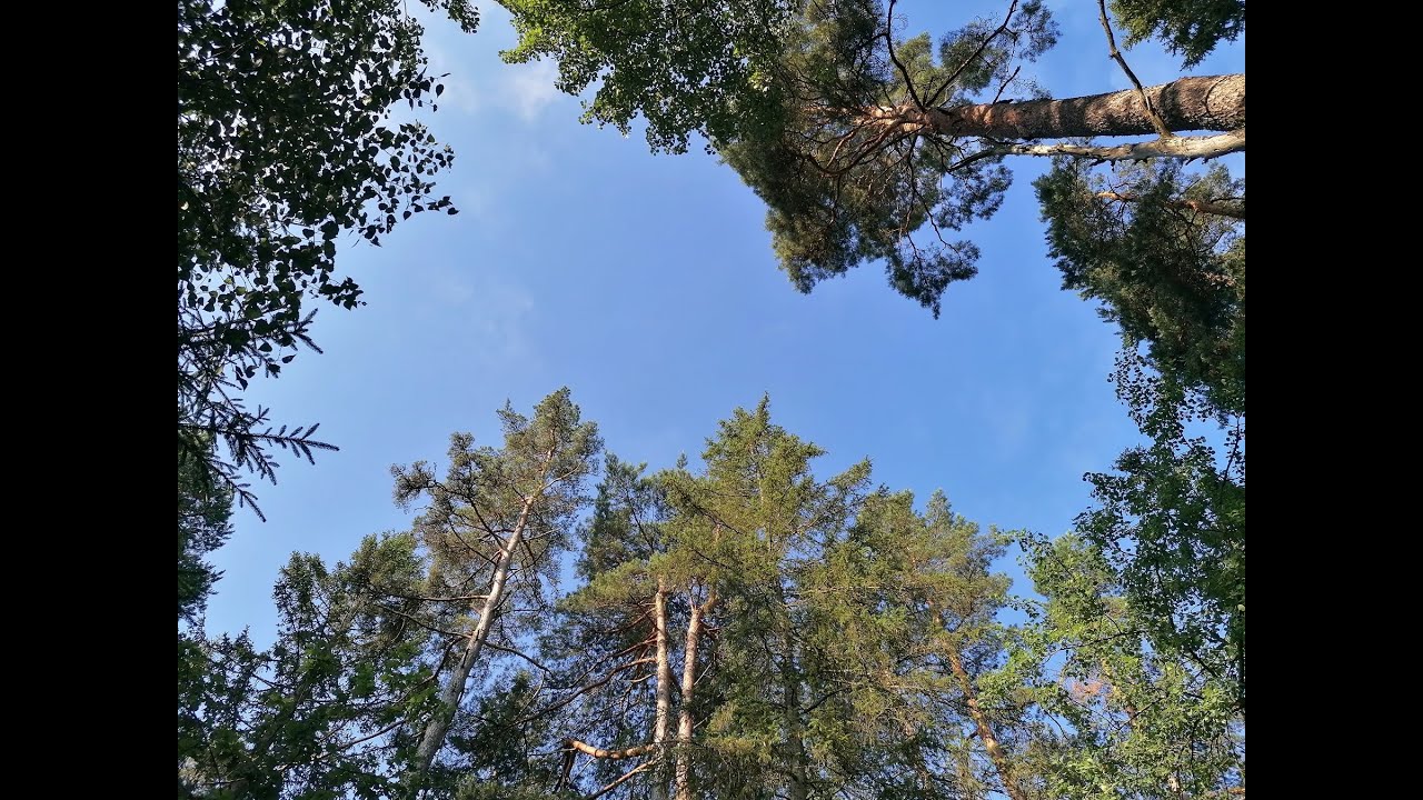 А в шведском лесу прогуляемся утречком?