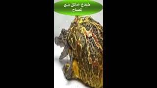 تحدي_اكل/الضفدع الافريقي يأكل ويفترس تمساح حي