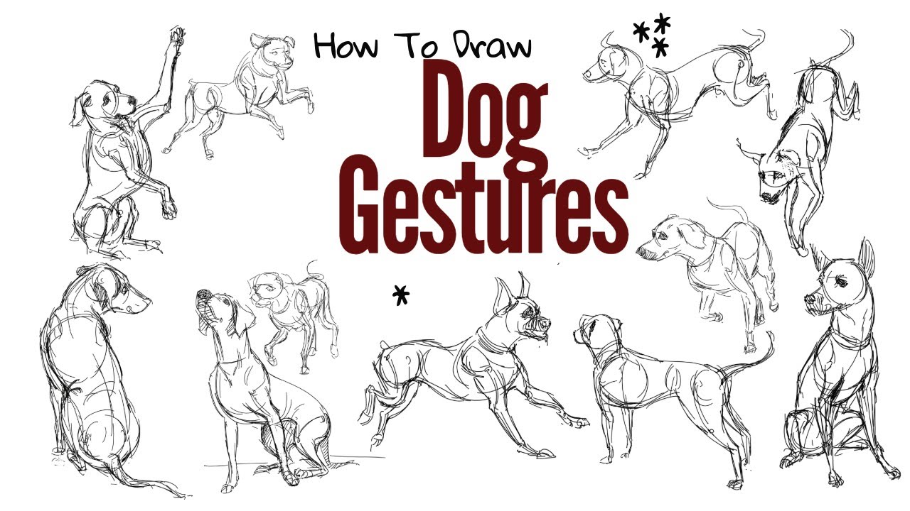 Gesture Drawing Dogs in Krita | Animals | Any medium - YouTube