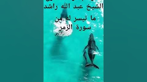 تلاوة بصوت القارئ عبدالله راشد  ما تيسر من سورة الزمر