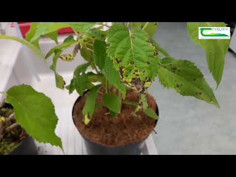 Video: Bolesti pjegavosti lišća na hortenzijama: saznajte više o liječenju pjegavosti lišća hortenzije