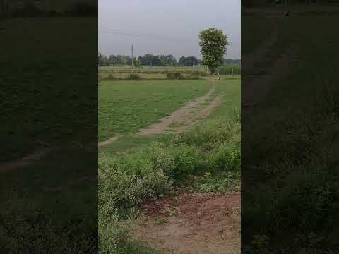 #bhojpuri