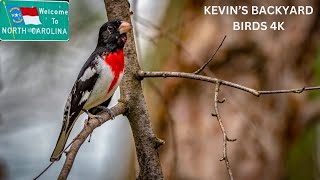 Live Bird Feeder Cam Song birds got to love them.