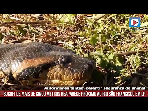 TV Lagoa - Sucuri gigante reaparece em Lagoa da Prata