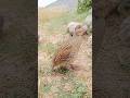 Non Stop Desi Teetar Bird Call | Hunting Sound Mix 2026 #desiteetar #longvideo #nature #wildlife