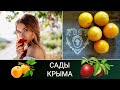 Садоводство Крыма: неурожай яблок / рост урожая сливы / отбито нападение саранчи