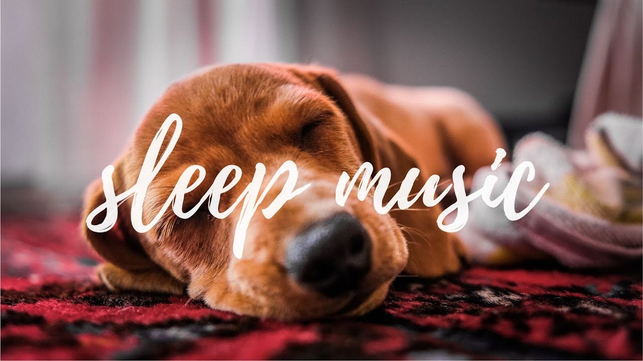 Soothing Music to Relax Your Dog! Calm Your Dog in 10mins AMBIENT