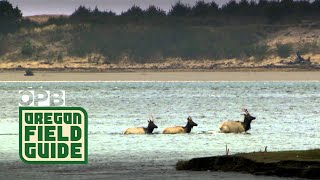 Coastal Wonder in Oregon: Short Promo
