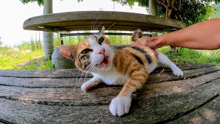 テーブルの上にいた三毛猫を撫でるとゴロゴロと喜んでカワイイ