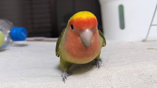 お迎え683日目 コザクラインコのカタリナ day683 Lovebird Catalina