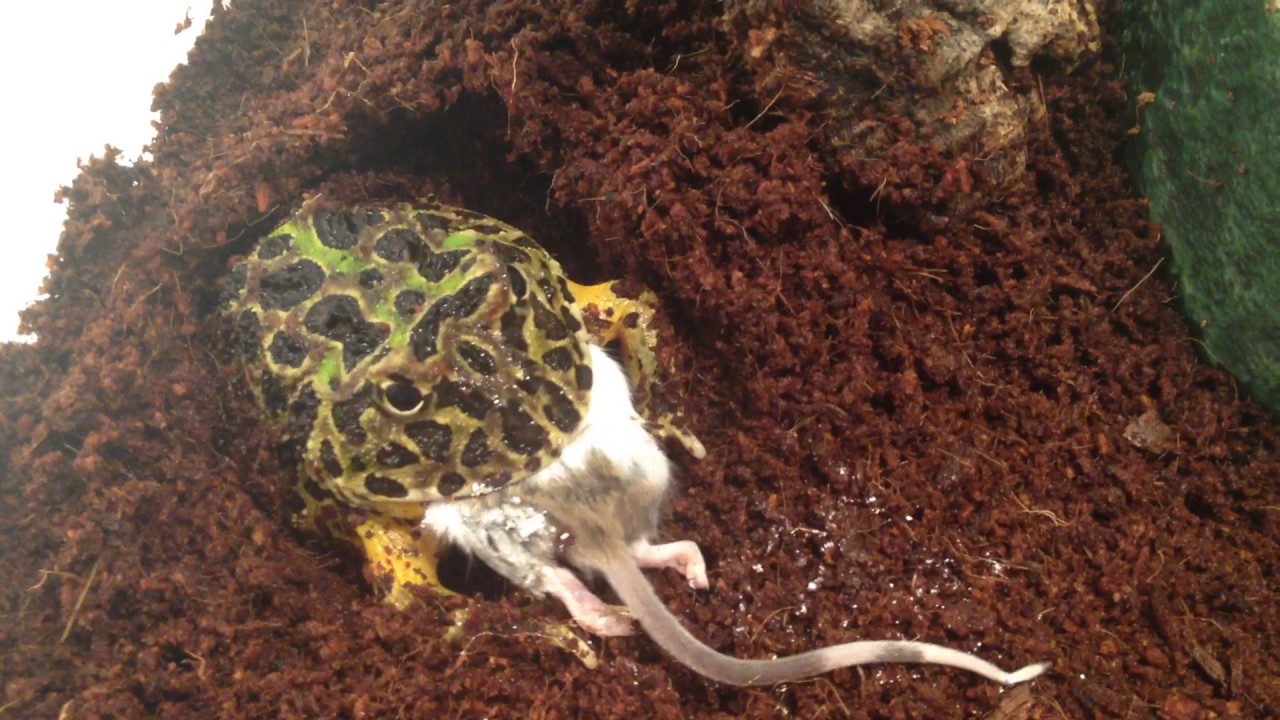 pacman frog feeding