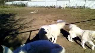 Пиренейская горная собака и Торняк / Great Pyrenees and Tornjak Пиренейская горная собака и Торняк / Great Pyrenees and Tornjak