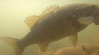 River Fishing For Smallmouth B My First Bronzies Of 2021