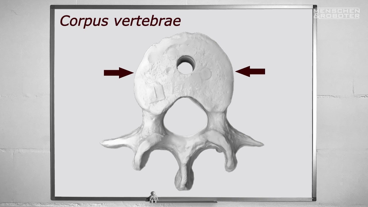 03 Menschen: Wirbelarten