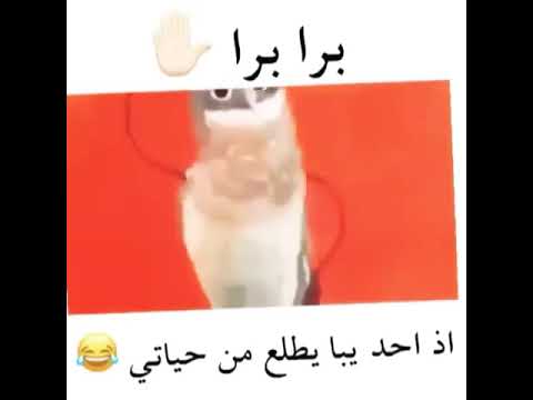 برا بلا مطرود