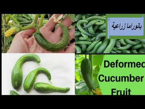 ستة 6 أسباب تجعل ثمار الخيار ملتوية تعرف عليها وكيف يمكن الحد من ظهورها أثناء موسم جنى الخيار