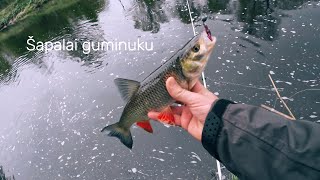 Šapalai guminuku. Pro Marine kotuko testas