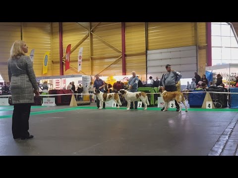 Сенбернар (ч.3/3), выставка собак ZooExpo 2016. Saint Bernard, Baltic Winner 2016 FCI CACIB Dog Show