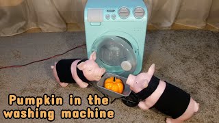 Pumpkin in the washing machine by Happy Pigs