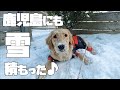 【雪遊び】初めて雪の楽しさを知った大はしゃぎのゴールデン仔犬/生後10ヶ月