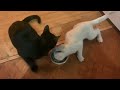 Funny cats share food