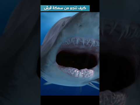 فيديو: كيفية التغلب على مخاوفك من أسماك القرش (بالصور)