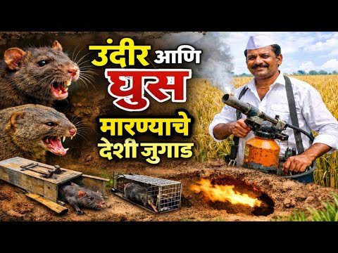 उंदीर आणि घूस मारण्याचे देशी जुगाड.