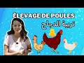 Commencer un poulailler كيفاش نبدأ تربية الدجاج