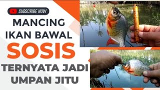 Memancing ikan bawal, menggunakan sosej, ternyata menjadi umpan yang sempurna