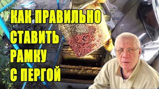 Сборка гнезда пчел на зиму Куда ставить рамки с пергой