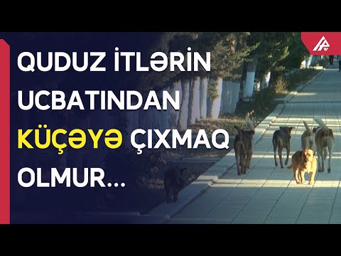 Video: Bir It Sizi Cızırsa Nə Etməli