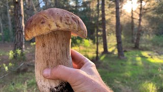 Porcini mushroom (King Boletes) hunting near Monterey California Fall 2021