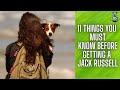 Getting a Jack Russell Puppy- Things You Must Know