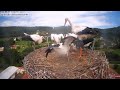 Čápi Bohuslavice | Páté kolo u vozu, Bohouš krmí cizí čápě | Bohouš feeds a foreign young stork