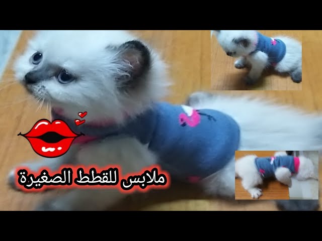 كيفية صنع ملابس للقطط الصغيره بأشياء موجوده في كل بيت Youtube
